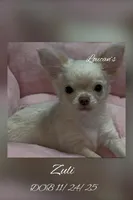Zuli , a female Chihuahua for sale in Conroe, TX – Photo 3 of 9