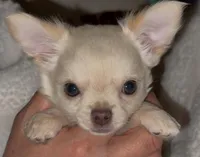 Zuli , a female Chihuahua for sale in Conroe, TX – Photo 5 of 5