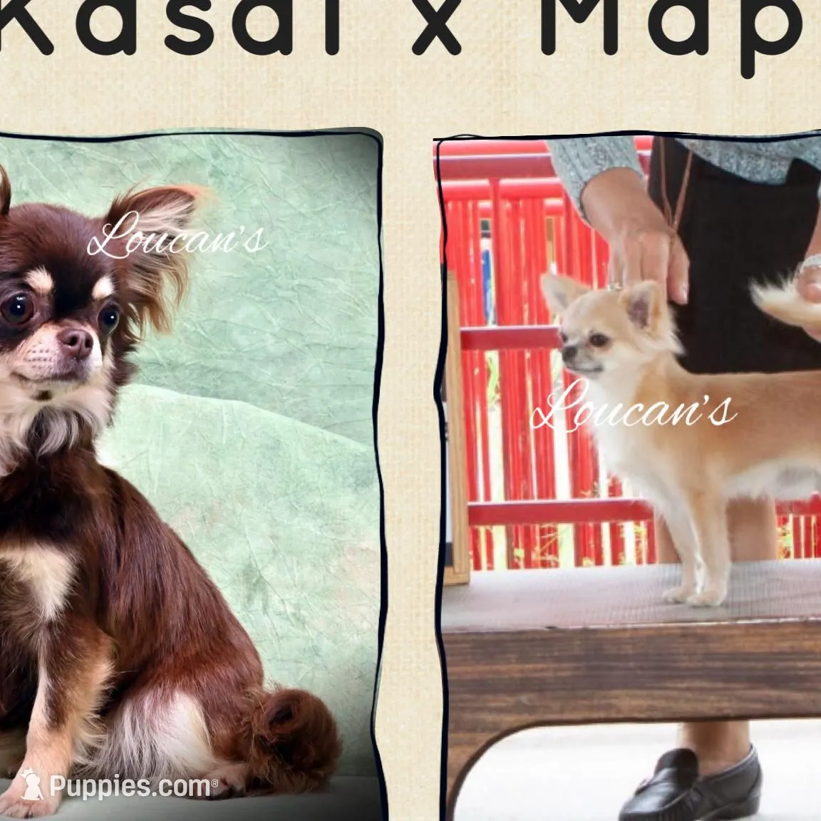 Zuli , a female Chihuahua for sale in Conroe, TX – Photo 8 of 9