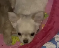 Zuli , a female Chihuahua for sale in Conroe, TX – Photo 4 of 5