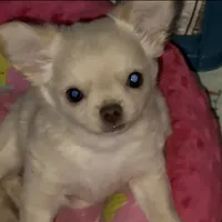 Zuli , a female Chihuahua for sale in Conroe, TX – Photo 5 of 9