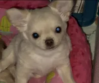 Zuli , a female Chihuahua for sale in Conroe, TX – Photo 3 of 5