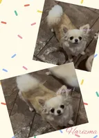 Harizma, a female Chihuahua for sale in Conroe, TX – 4 of 6