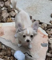 Sunny, a male Chihuahua for sale in Conroe, TX – 3 of 8