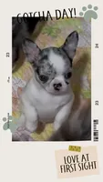 GCH sired Nemo, a male Chihuahua for sale in Conroe, TX – 5 of 7