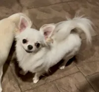 Luz, a female Chihuahua for sale in Conroe, TX – 2 of 7