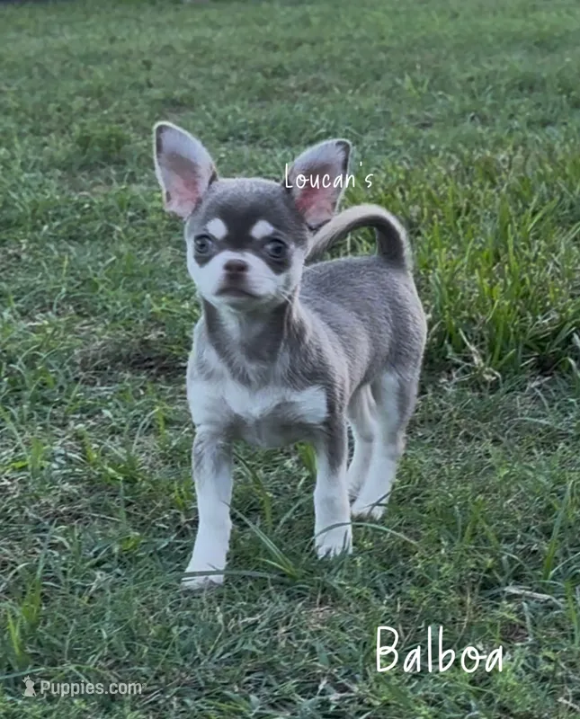 Balboa – Chihuahua puppy for sale in Conroe, TX