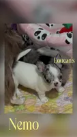 GCH sired Nemo, a male Chihuahua for sale in Conroe, TX – 2 of 7