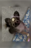 Brandy , a female Chihuahua for sale in Conroe, TX – 2 of 3
