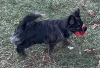 Sirius neutered, a male Chihuahua for sale in Conroe, TX – Photo 8 of 8