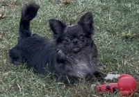 Sirius neutered, a male Chihuahua for sale in Conroe, TX – Photo 7 of 8