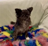 Sirius neutered, a male Chihuahua for sale in Conroe, TX – Photo 1 of 8