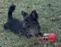 Sirius neutered, a male Chihuahua for sale in Conroe, TX – Photo 6 of 8