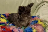 Sirius neutered, a male Chihuahua for sale in Conroe, TX – Photo 5 of 8