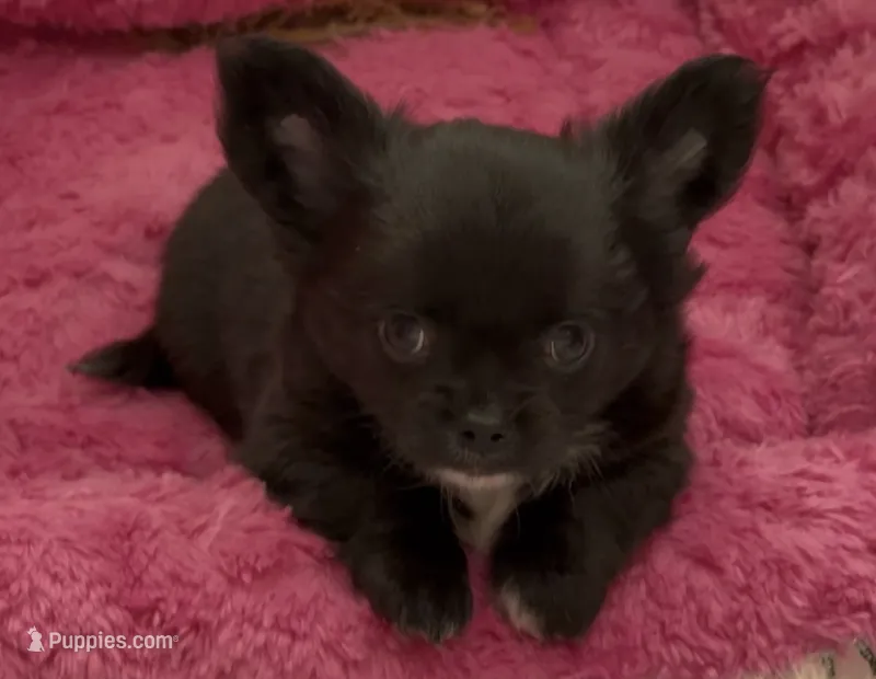 Ozzy – Chihuahua puppy for sale in Conroe, TX