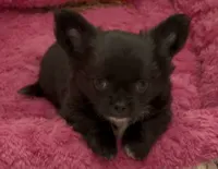 Ozzy, a male Chihuahua for sale in Conroe, TX – 1 of 2