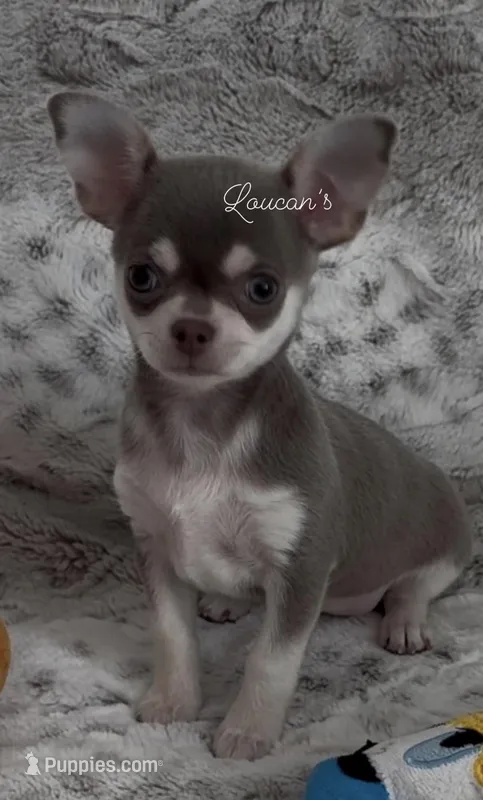 Balboa – Chihuahua puppy for sale in Conroe, TX
