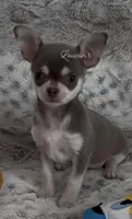 Balboa, a male Chihuahua for sale in Conroe, TX – 1 of 4