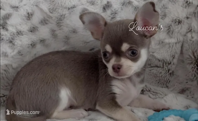 Balboa – Chihuahua puppy for sale in Conroe, TX