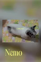 GCH sired Nemo, a male Chihuahua for sale in Conroe, TX – 6 of 7
