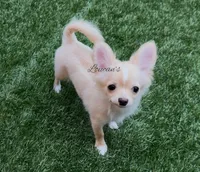 Sunny, a male Chihuahua for sale in Conroe, TX – 2 of 8