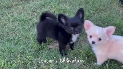 Ozzy, a male Chihuahua for sale in Conroe, TX – 6 of 6
