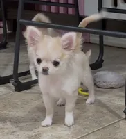 Tommy, a male Chihuahua for sale in Conroe, TX – Photo 3 of 10