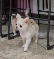 Tommy, a male Chihuahua for sale in Conroe, TX – Photo 4 of 10