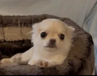 Tommy, a male Chihuahua for sale in Conroe, TX – Photo 5 of 10