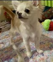 Tommy, a male Chihuahua for sale in Conroe, TX – Photo 2 of 10