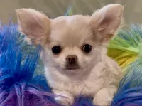 Tommy, a male Chihuahua for sale in Conroe, TX – Photo 10 of 10