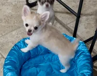 Tommy, a male Chihuahua for sale in Conroe, TX – Photo 7 of 10