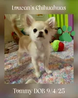 Tommy, a male Chihuahua for sale in Conroe, TX – Photo 1 of 10