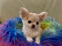 Tommy, a male Chihuahua for sale in Conroe, TX – Photo 8 of 10