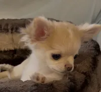 Tommy, a male Chihuahua for sale in Conroe, TX – Photo 6 of 10