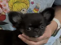 Bitty, a female Chihuahua for sale in Conroe, TX – Photo 2 of 10