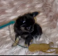 Bitty, a female Chihuahua for sale in Conroe, TX – Photo 8 of 10