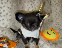 Bitty, a female Chihuahua for sale in Conroe, TX – Photo 9 of 10