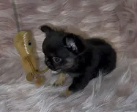 Bitty, a female Chihuahua for sale in Conroe, TX – Photo 4 of 10