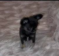 Bitty, a female Chihuahua for sale in Conroe, TX – Photo 1 of 10