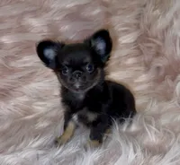 Bitty, a female Chihuahua for sale in Conroe, TX – Photo 3 of 10