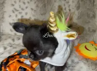 Bitty, a female Chihuahua for sale in Conroe, TX – Photo 10 of 10
