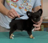 Bitty, a female Chihuahua for sale in Conroe, TX – Photo 5 of 10