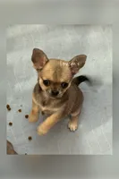 Whisky, a female Chihuahua for sale in Conroe, TX – 4 of 4