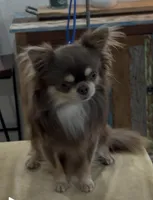 AKC Texas, a male Chihuahua for sale in Conroe, TX – Photo 1 of 6