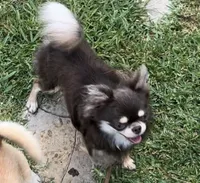 AKC Texas, a male Chihuahua for sale in Conroe, TX – Photo 3 of 6