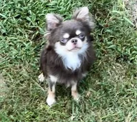 AKC Texas, a male Chihuahua for sale in Conroe, TX – Photo 2 of 6