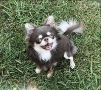 AKC Texas, a male Chihuahua for sale in Conroe, TX – Photo 6 of 6