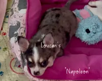 Napoleon , a male Chihuahua for sale in Conroe, TX – 2 of 5