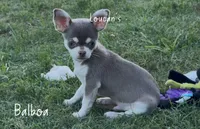 Balboa, a male Chihuahua for sale in Conroe, TX – 2 of 10